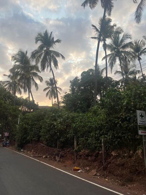 Morjim beach, Goa Coconut Trees, Clear Sky, Coconut Tree, Goa, Coconut, Trees