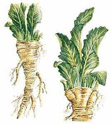 Horseradish:  As a medicine horseradish root has many curative properties: strong antibiotic, expectorant, bronchodilatator, antibacterial, coronary vasodilatator and heaps more. Horseradish Plant, Growing Horseradish, Horse Radish, Bad Allergies, Sinus Problems, Radish Recipes, List Of Vegetables, Medicinal Garden, Spices And Herbs