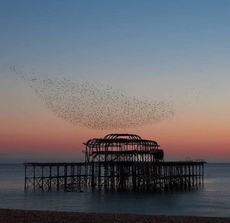 England Aesthetic, Amazing Birds, Brighton Uk, November Month, Brighton And Hove, Sunset Pictures, Starling, The Dance, Scandinavia