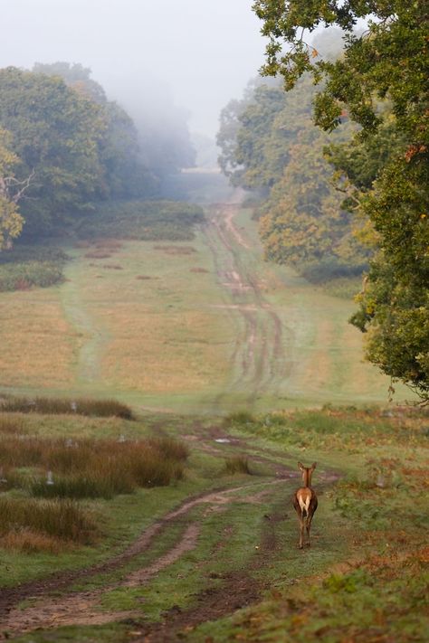 Despite being surrounded by London's urban sprawl, Richmond Park has got to be one of the best places in the UK for wildlife photography. There are around 600 wild deer living in the park and they've become accustomed to people and traffic, so getting close enough for good photos is a lot easier than in most other places.  It's a real privilege to be able to photograph these magnificent Red Deer in a setting as photogenic as Richmond Park, especially when it's so close to the ... Wild Deer, Park Forest, Richmond Park, Red Deer, Country Side, Peaceful Places, London Calling, Stunning Photography, English Countryside