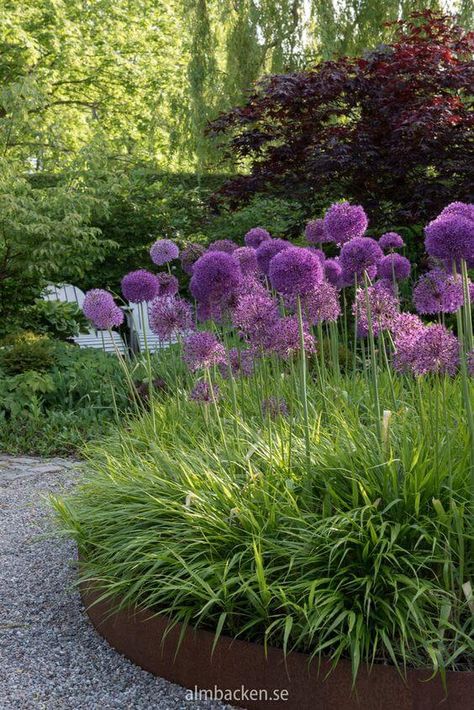 41 Stunning Yard Landscaping Ideas with Purple Plants - 278 Allium Border Garden Design, Allium Companion Plants, Allium Flowers Landscaping, Purple Sensation Allium, Patio Planting, Allium Purple Sensation, Allium Garden, Mount Ararat, Allium Flowers