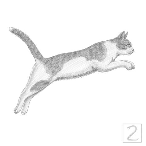 Graphite pencil drawing of a mostly white cat jumping to the right Jumping Cat Tattoo, Stretching Cat Drawing, Leaping Cat Drawing, Flying Cat Drawing, Cats Stretching Drawing, Cat Running Drawing, Cat Jumping Drawing, Cat Drawing Jumping, Cats Running Drawing