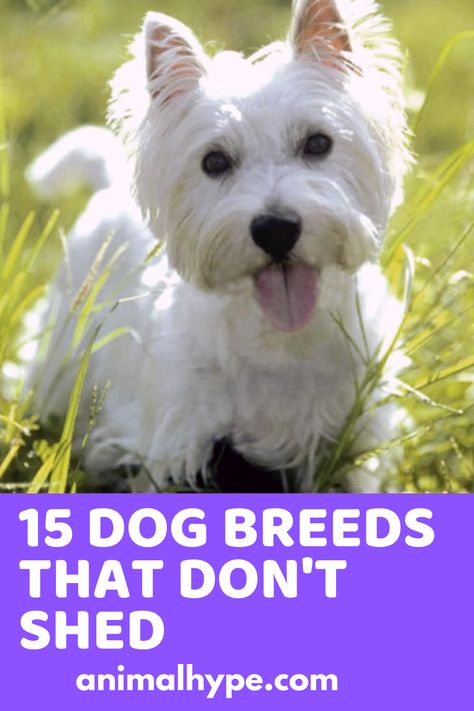 Dogs That Dont Shed, Small Dogs That Dont Shed, Non Shedding Dog Breeds, Funny Talking Dog, Dog Breeds That Dont Shed, Non Shedding Dogs, Hypoallergenic Dog Breed, Dogs Breeds, Hypoallergenic Dogs