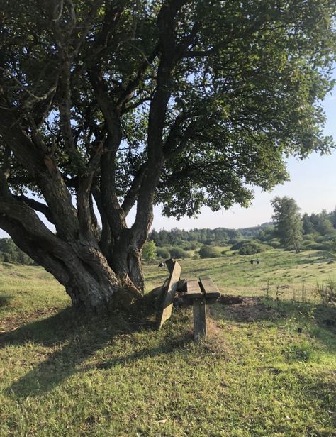 Escape Aesthetic Beautiful, Bench Aesthetic, Tree Bench, Green Meadow, Green Pictures, Green Field, Old Tree, Old Trees, Plant Aesthetic