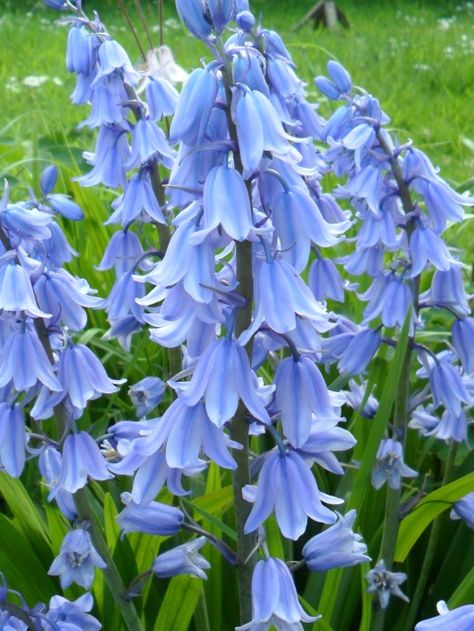 Bluebells in a garden, Aldridge, Walsall, England English Bluebells, Blue Bell Flowers, Spring Bulbs, Blooming Plants, Original Photography, Pretty Plants, Exotic Flowers, Types Of Flowers, New Wallpaper