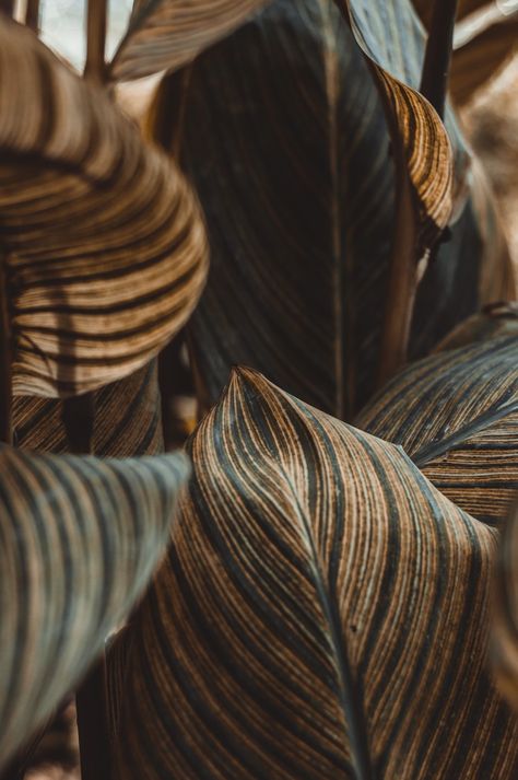 Brown and black feather in close up photography photo – Free Backgrounds Image on Unsplash Post Backgrounds, Texture Background Hd, Paper Aesthetic, Plant Ties, Aesthetic Objects, Free Background Images, Free Backgrounds, Close Up Photography, Concept Board