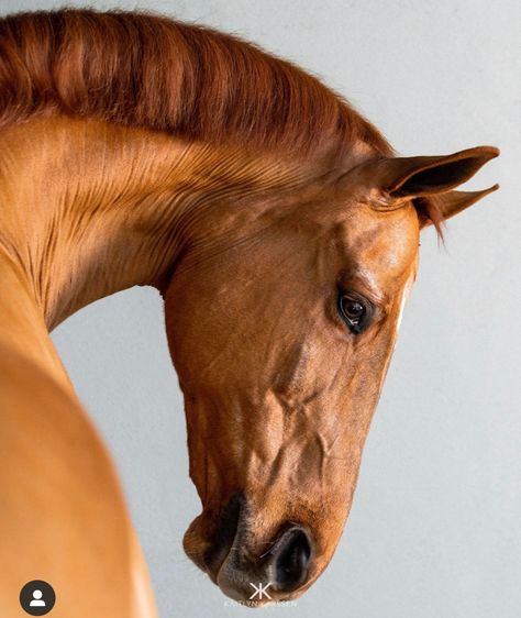 Horse Head Drawing, Scout Design, Akhal Teke Horses, Horse Profile, Horse Anatomy, Horse Inspiration, Abstract Horse, Horse Illustration, Thoroughbred Horse