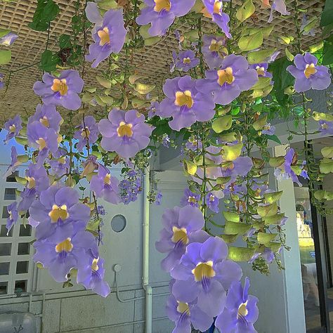 ig: erikabowes Purple Flowers, Building, Purple, Flowers, Instagram