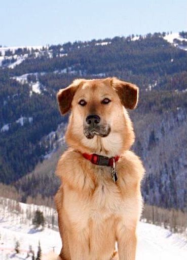 Chinook Dog, Smart Dogs, Dog Sled, Every Dog Breed, All Dogs Go To Heaven, Sled Dog, English Mastiff, Raining Cats And Dogs, A Husky