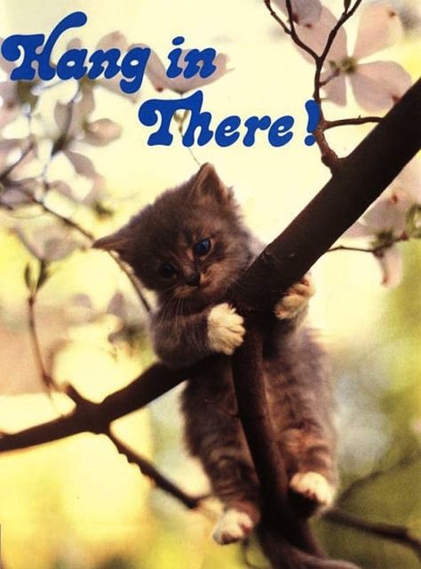 You had this poster on your wall. | 32 Childhood Signs That You Would Always Be Obsessed With Animals Hang In There, Cat Poster, Inspirational Art, The 1970s, A Tree, A Cat, 1970s, Art