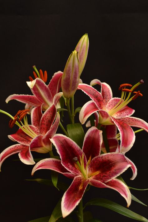 Stargazer Orchid Photography, Lily Wallpaper, Red Spider Lily, Red Lily, Beautiful Flowers Photography, Stargazer Lily, Flowers Bouquet Gift, Nothing But Flowers, Iphone Wallpaper Photos