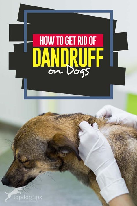 Puppy Dandruff Remedies, Dog Dandruff Remedy Diy, Dry Dog Skin Remedies, Dry Skin On Dogs How To Treat, Dog Dandruff Remedy, Dog Flaky Skin, Dog Dry Skin Remedy, Dog Dandruff, Kuromi Girl