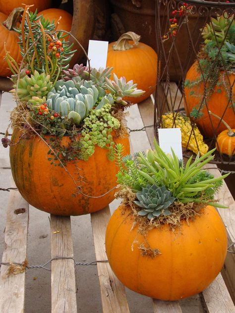 Pumpkins with succulents planted in them Pumpkin Succulents, Fall Potted Plants, Fall Planter Ideas, Mums And Pumpkins, Shade Plants Container, Full Sun Container Plants, Fall Container Plants, Fall Pots, Licorice Plant