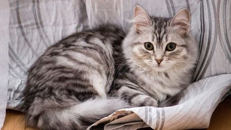 Siberian Kittens, Siberian Cats, Getting A Kitten, Kitten Wallpaper, Dream's Cat, Older Cats, Cutest Cat, Siberian Cat, Forest Cat