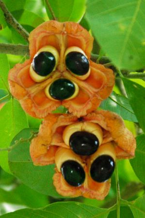 Ackee Tree, Creamy Eggs, National Dish, Cod Fish, Jamaican Recipes, Fruit Plants, Exotic Fruit, Have You Tried, West Africa