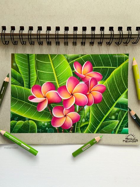 I finally finished this brand new coloured pencil plumeria drawing! I had so much fun working on this! I used prismacolor pencils and Strathmore toned grey paper for this artwork. Cool Colors Drawing, Color Pencil Art Flowers, Drawing With Colored Pencils Easy, Color Pencil Sketches Sketchbooks, Colour Pencil Art Drawings, Colour Pencil Drawing Easy, Pencil Colour Drawing Flower, Plumeria Drawing, Pencil Colour Sketches