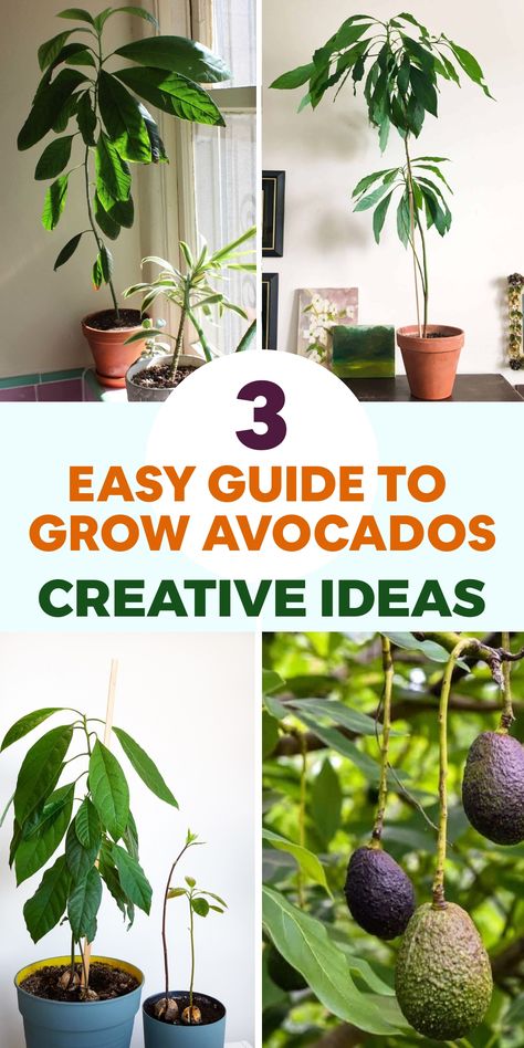 Discover the joy of growing your own avocado tree with this comprehensive guide that will assist you in cultivating delicious and nutritious avocados. Begin by selecting a healthy avocado tree from a trustworthy nursery or by sprouting an avocado seed. Find a sunny spot in your garden with well-draining soil to plant your tree. Dig a hole twice the size of the root ball and carefully position the tree, making sure it is level with or slightly above the soil surface. Planting Avocado Seed In Pot, Avocado Tree In Pot, Avocado Bonsai Tree, How To Grow Avocado From Seed, How To Grow An Avocado Tree From A Pit, Avocado Plant Care, Indoor Avocado Tree, Mass Cane Plant, Avocado Tree Care