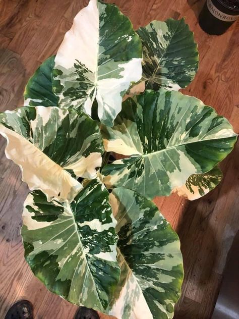 Alocasia Odora, Alocasia Plant, Plant Goals, Elephant Ear Plant, Beautiful Leaves, Plants Are Friends, Inside Plants, Indoor Plant Care, Variegated Plants