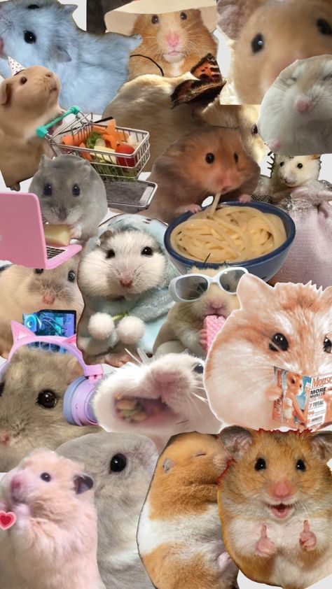 Hamster Wallpaper, Cute Puppy Wallpaper, Puppy Wallpaper, Cocoppa Wallpaper, Cute App, Funny Phone Wallpaper, Cute Hamsters, Photo Wall Collage, Silly Animals