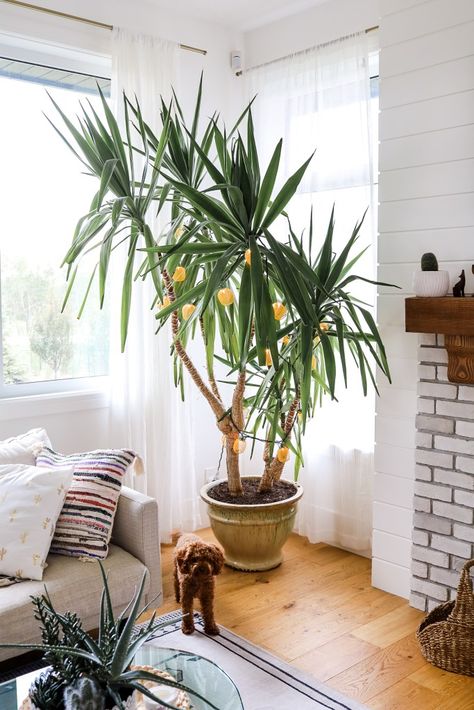 Houseplants that grow huge: yucca plants. Houseplants that are hard to kill! See the full list here! Large Interior Plants, Tall Living Room Plants, Big Plants Indoor Living Rooms, Yucca Plant Indoor, Big Indoor Plants, Succulent Bowls, Large Indoor Plants, Yucca Plant, Ficus Lyrata