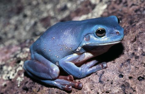 "I’ve seen only one in my life": the blue tree frog mystery - Australian Geographic Pale Skin Color, Poison Frog, Whites Tree Frog, Green Tree Frog, Blue Pigment, Dart Frog, Green To Blue, Tree Frog, Anzac Day