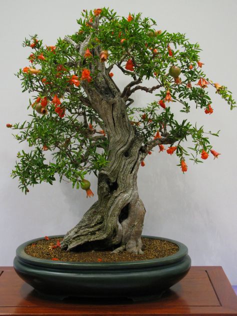 The Pomegranate Bonsai Tree is very popular as a bonsai. It is a deciduous tree and drops most or all of its leaves in the winter, but does not produce bright, autumn colors. It has striking flowers that bear fruit and a thick trunk with attractive bark. The trunk has a natural twist that gives a gnarled and ancient appearance which is very appreciated in bonsai. The Pomegranate reached Japan through the silk route and has been admired as a bonsai tree for centuries. Bonsai For Beginners, Bonsai Fruit Tree, Bonsai Tree Types, Bonsai Tree Care, Indoor Bonsai Tree, Bonsai Seeds, Indoor Bonsai, Bonsai Art, Garden Types