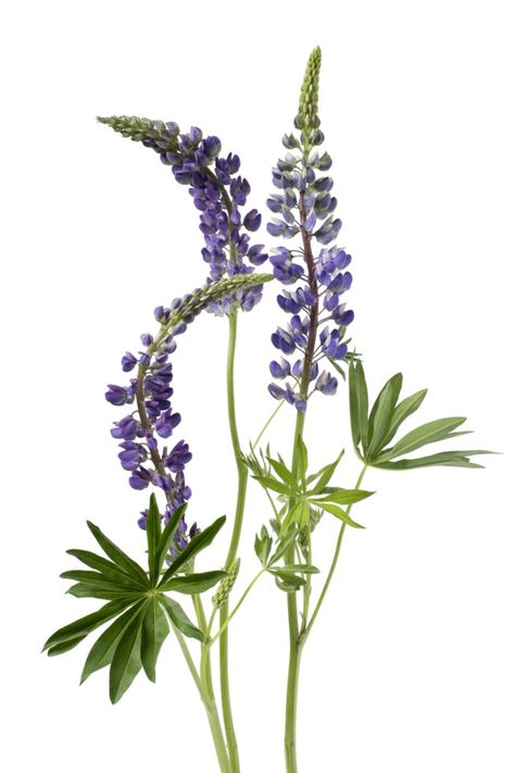 Fine Line Lupine Tattoo, Lupine Illustration, Mountain Lupine, Blue Lupine, Botanical Artists, Lupine Flowers, Flowers Paintings, Watercolor Flowers Paintings, Forearm Tattoo