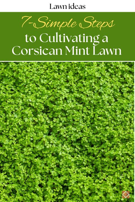 Discover 7 simple steps to cultivating a lush Corsican mint lawn. This aromatic, low-maintenance ground cover is perfect for creating a beautiful and fragrant lawn. Learn the best practices for soil preparation, planting, watering, and maintenance to enjoy a thriving Corsican mint lawn. Ideal for lawn enthusiasts looking for unique and sustainable lawn ideas. 🌸✨ #LawnIdeas #CorsicanMint #Gardening Corsican Mint Ground Cover, Sustainable Lawn, Corsican Mint, Living Carpet, Lawn Ideas, Light Purple Flowers, Ground Covers, Compost Tea, Mint Plants