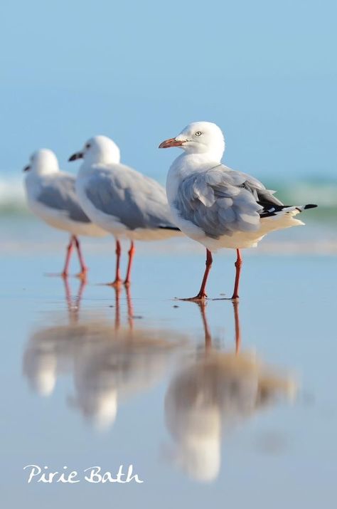 Beautiful Christy Ann Martine, Acorn Art, Coastal Birds, Elf Art, Boat Painting, Australian Birds, Sea Birds, Jolie Photo, Bird Photo