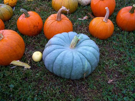 Gorgeous Jarrahdale pumpkin! Jarrahdale Pumpkin, Pumpkin Varieties, Green Pumpkins, Nursery Landscape, Seeds Planting, Pumpkins And Gourds, Vegetables Salad, Gardening Seeds, Seedling Pots