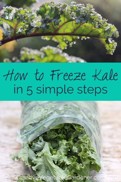 Preserving Kale, How To Freeze Kale, Kale Recipes Healthy, Backyard Hacks, Freezing Kale, Green Leafy Vegetables, Freezing Vegetables, How To Cook Kale, Freezing Food