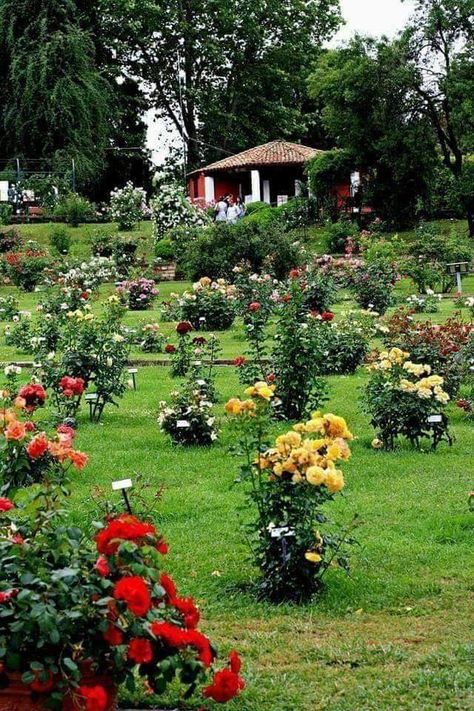 Rose Garden Landscape, Garden Nails, Rose Garden Design, Tattoo Garden, Rose Gardening, Garden Tattoo, Fall Garden Vegetables, Garden Wedding Inspiration, Roses Garden