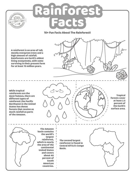 Rainforest Activities 2nd Grade, Rainforest Facts For Kids, Rainforest Worksheets, Rainforest Preschool, Rainforest Facts, Brazil Facts, Rainforest Activities, Butterfly Facts, Dolphin Facts