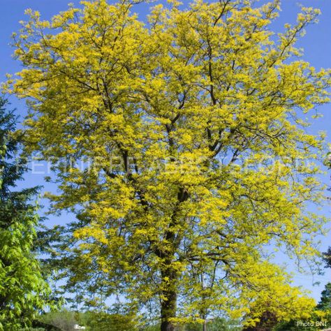 Honey Locust Tree, Locust Tree, Fall Clean Up, Honey Locust, Street Trees, Organic Compost, Small Shrubs, Specimen Trees, Invasive Plants