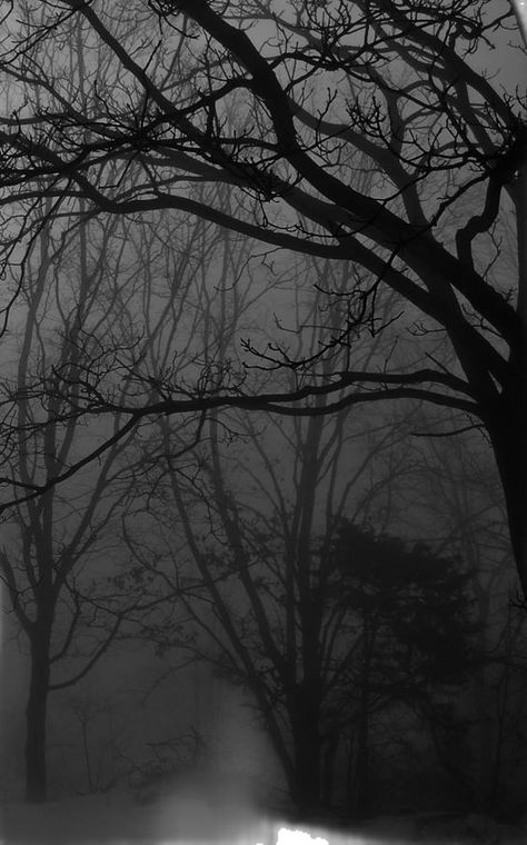 Dark Gloomy Aesthetic, Dark Naturalism, Dark Forest Aesthetic, Dark Landscape, Dark Pictures, Gray Aesthetic, Beautiful Dark Art, The Fog