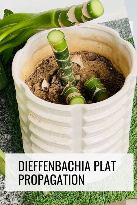 Propagation of Dieffenbachia plants can be done through several methods, with the most common being stem cuttings. Here's a description of how to propagate Dieffenbachia: How To Propagate Dieffenbachia, Diffenbachia Leaf Variety, Propagate Dieffenbachia, Dieffenbachia Propagation, Dieffenbachia Houseplant, Dieffenbachia Plant, Kitchen Tips And Tricks, Hacks For Home, Life Hacks For Home