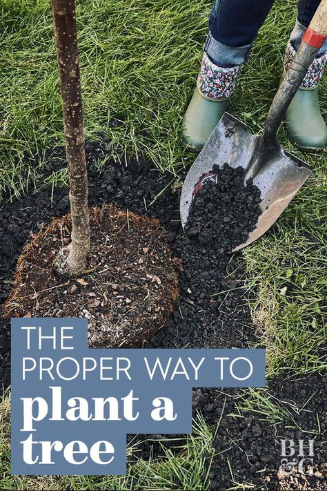 See directions on how to plant a tree step-by-step below, along with some helpful information to find out how much your tree is worth. #gardening #gardenideas #plantingtrees #howtoplantatree #bhg Gardener Aesthetic, Tattoo Garden, Landscaping Trees, Garden Tattoo, Growing Fruit Trees, Aesthetic Garden, Tree Tree, New Garden, Plant A Tree