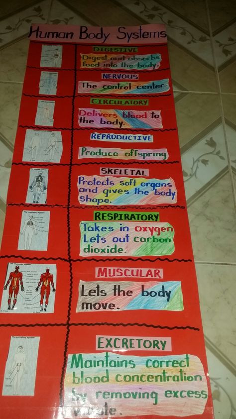 Body Systems Anchor Chart, Human Body Systems Projects High School, Skeletal System Project, Human Body Systems Activities, Body Systems Activities, Stem Room, Human Body Systems Projects, Body Systems Project, Human Body Science Projects