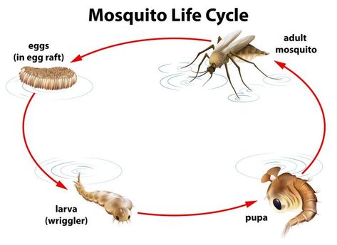 The life cycle of a mosquito Life Cycle Of A Mosquito, Human Health And Disease, Mosquito Life Cycle, Learning About Insects, Human Internal Organs, Kill Mosquito Larvae, World Malaria Day, Science Activities For Toddlers, Digestive System Anatomy