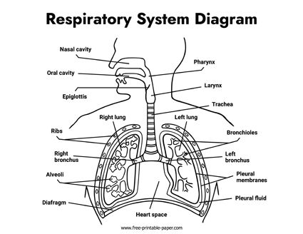 Human Respiratory System Drawing, Respiratory System Drawing Easy, Human Respiratory System Diagram, Respiratory System Drawing, Respiratory System Poster, Respiratory System Diagram, Anatomy Studying, Respiratory System Anatomy, 2024 Health