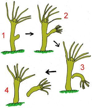 this image relates to asexual reproduction, when a single organism creates a offspring identical to itself. Montessori Zoology, Asexual Reproduction, Plant Reproduction, Characteristics Of Living Things, Secondary Science, Cell Cycle, Science Lesson, Grade 9, Teaching Biology