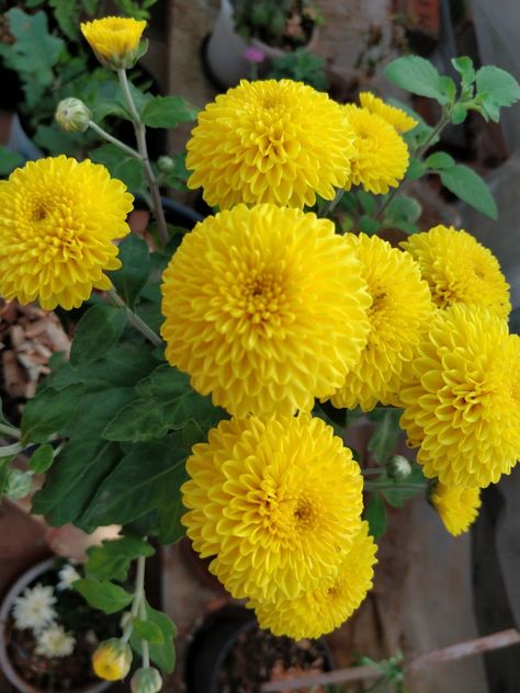 Crysthanamum Flowers, Wedding Expo, Beautiful Plants, Chrysanthemum Flower, Terrace Garden, Stencil Designs, House Designs, Room Designs, Chrysanthemum