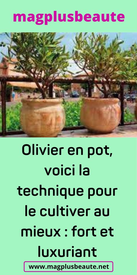 Olivier en pot, voici la technique pour le cultiver au mieux : fort et luxuriant Olivier En Pot, Fort