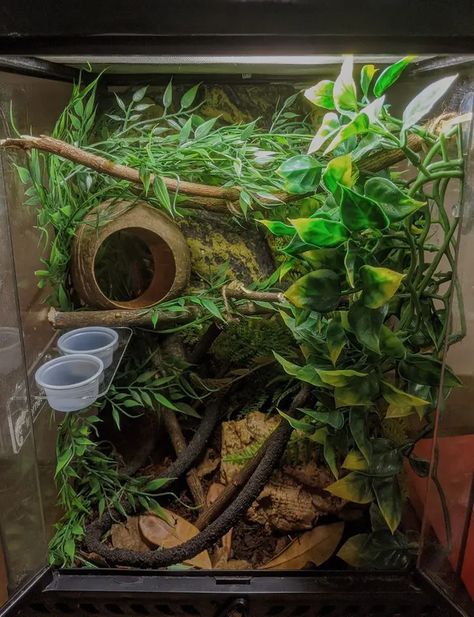 crested gecko tank setup Gecko Cage Setup, Cool Gecko Tanks, Crested Gecko Habitat Terrariums, Plants For Crested Geckos, Crested Geckos Habitat, Bioactive Terrarium Crested Gecko, Cute Crested Gecko Tank Ideas, Crested Gecko Plants, Crested Gecko Safe Plants