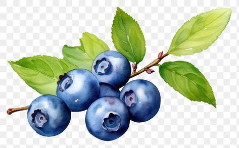 Blueberry Branch, Blueberry Tree, Berries Watercolor, Tree Watercolor, Blueberry Fruit, Background Ideas, Fruit Plants, Plant Food, Paper Background