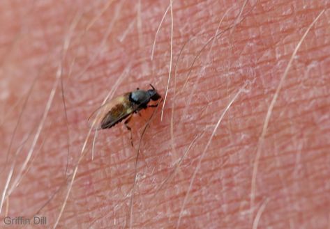 Black Fly Bites, Deer Fly, Moving To Maine, Aquatic Insects, Good In The World, Black Fly, Fish Feed, Flying Insects, The Wilderness