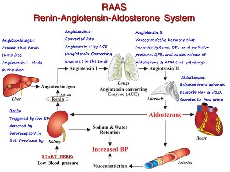 I was given this cool chart and added notes in blue to remember what everything did! :) RAAS = Blood Pressure regulation Renin Angiotensin Aldosterone System, Lower Blood Pressure Naturally, Blood Pressure Chart, Cardiac Nursing, Blood Pressure Diet, Nursing School Survival, Normal Blood Pressure, Nursing School Studying, Nursing School Tips