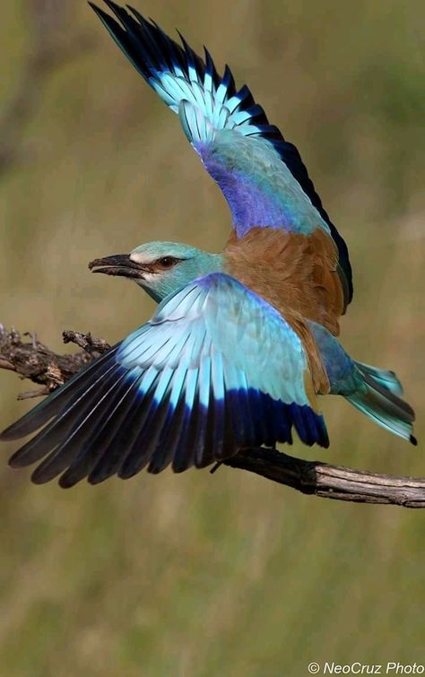 European Roller European Roller Bird, European Roller, Bird Quilt, Botanical Watercolor, Birds In Flight, Pretty Birds, Bird Photo, Bird Species, Bird Feathers