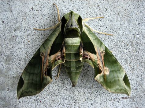 Pandora sphinx moth (Eumorpha pandorus) : : a North American moth in the Sphingidae family : : it has a wingspan of 3¼–4½ inches (8.2–11.5 cm), females being slightly larger than males. Moth Photo, Giant Moth, Sphinx Moth, Moth Fly, Moth Species, Moth Caterpillar, Butterfly Species, Moth Art, Cool Bugs