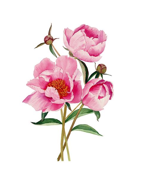 Peonies Painting, Peonies Watercolor, Peony Drawing, Peony Illustration, Watercolor Art Diy, Flower Drawing Tutorials, Watercolor Peonies, Watercolor Bouquet, Watercolor Paintings Easy